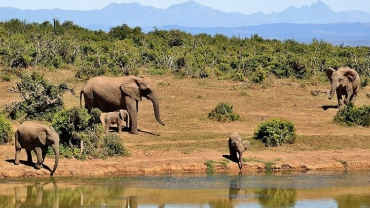 Artan fil nüfusu yerel ekosistemi tehdit ediyor