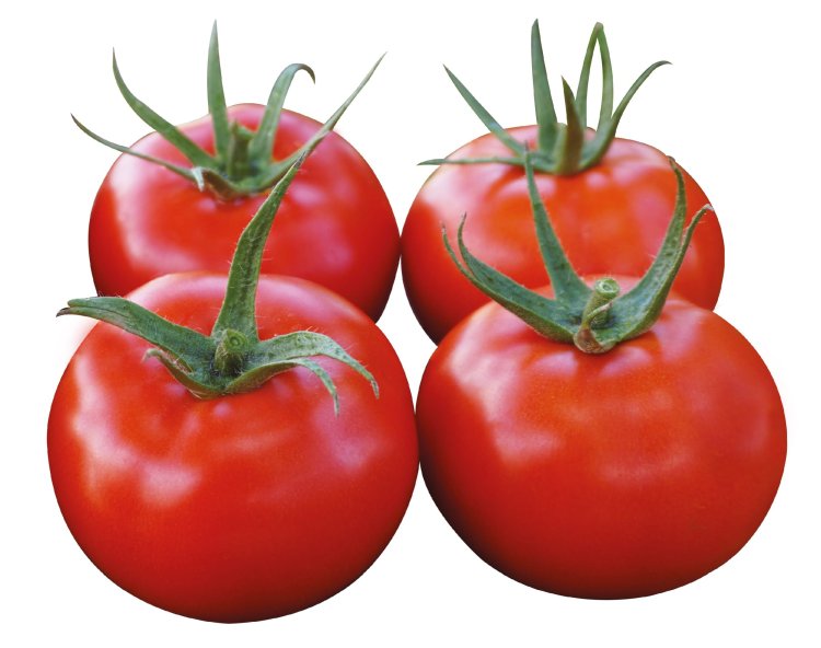 Türlerarası melezlemeler ile elde edilen farklı domates anaçlarının verim ve kaliteye etkisinin belirlenmesi