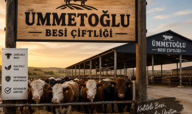 Bodrum kurbanlık satışı