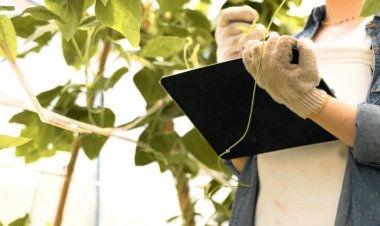 Bitkilerin insan kulağıyla duyulmayan sesler çıkardığı keşfedildi